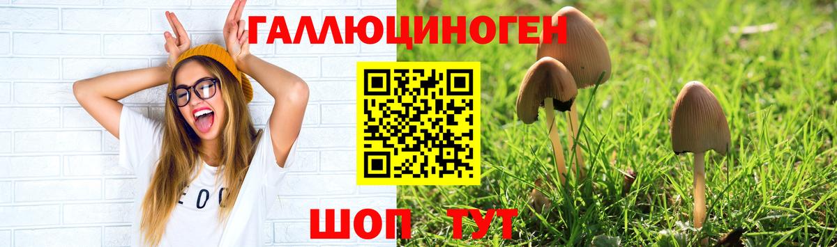 Галлюциногенные грибы Psilocybine cubensis Можга